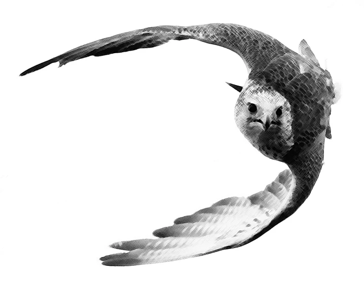 an owl in flight on a white background