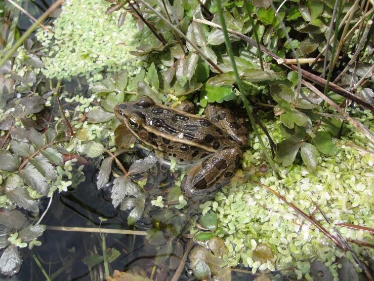 a frog is sitting in some bushes