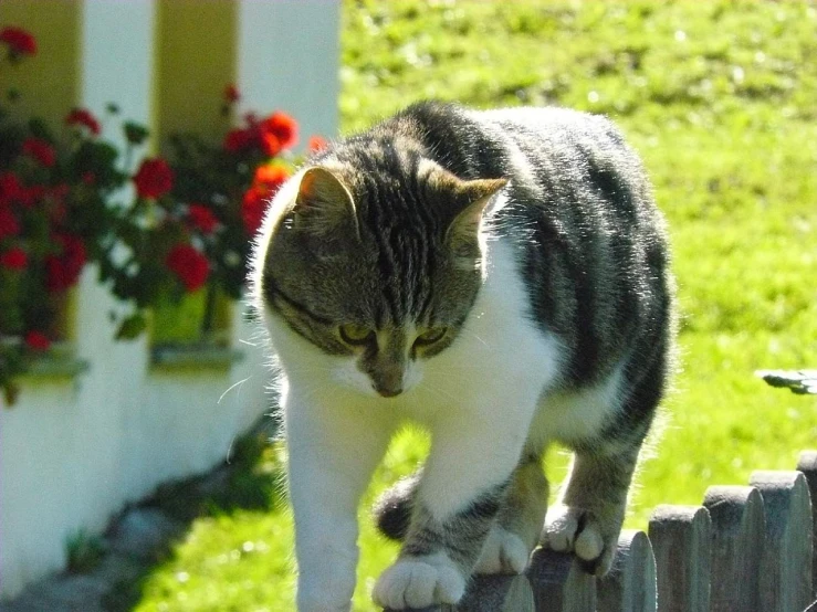 a cat is walking on a wooden fence