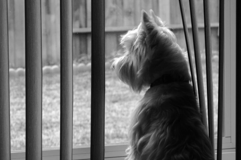 black and white pograph of a small dog looking out the window