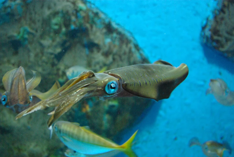 a close up of a squid near a bunch of fish