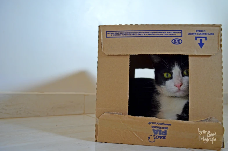 cat in cardboard box sitting in room with white floor