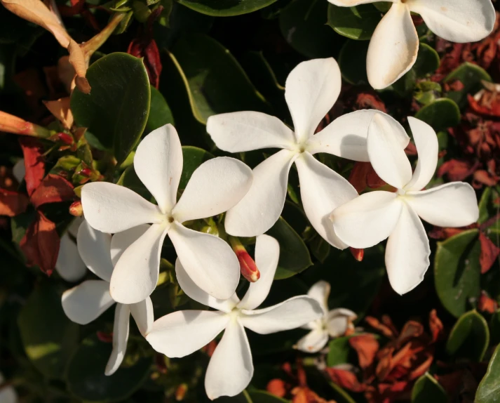 some white flowers on top of green plants