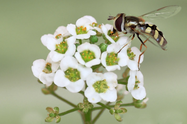 a fly that is flying over some white flowers