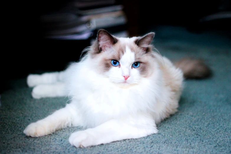 a white cat is laying down on the floor