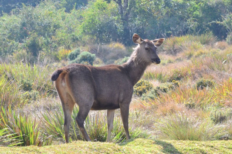 a very cute looking animal in a big grassy field