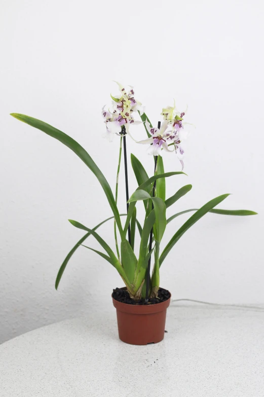 a close up of a plant with white flowers