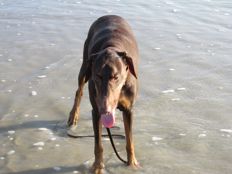 a large brown dog with tongue and tongue out in the water