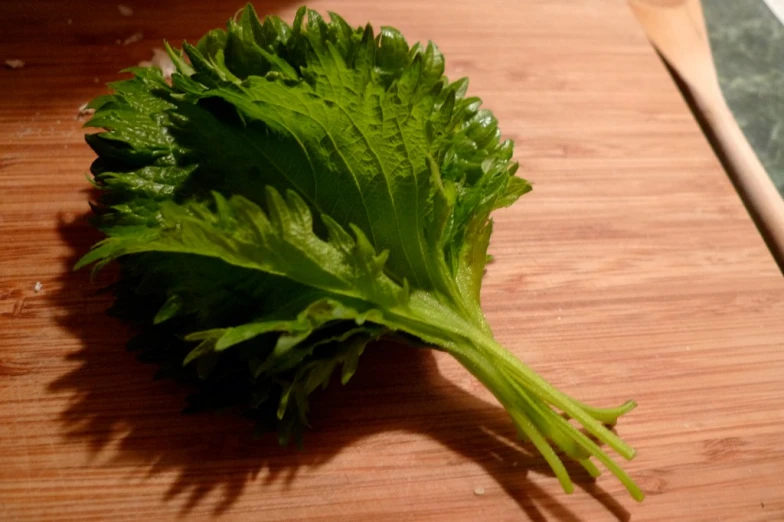 a leafy green plant on top of a wooden table