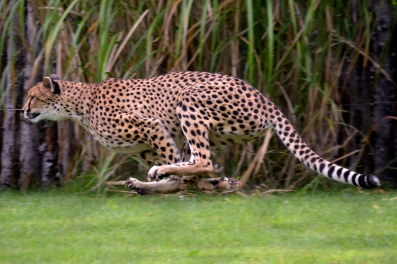 a cheetah is running across some grass