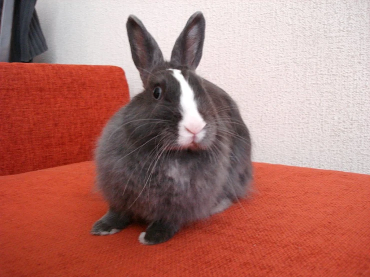 a grey bunny sits on an orange couch