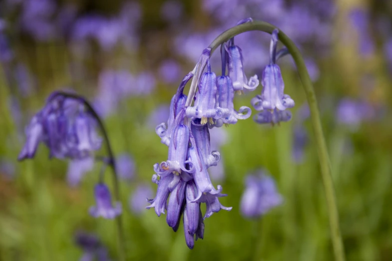 some purple flowers are on a grassy field