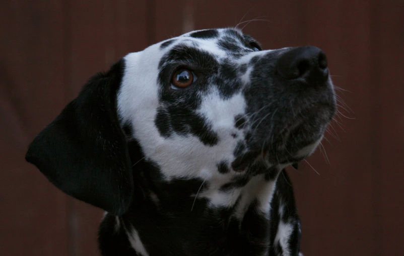 a dalmation with brown eyes staring upwards