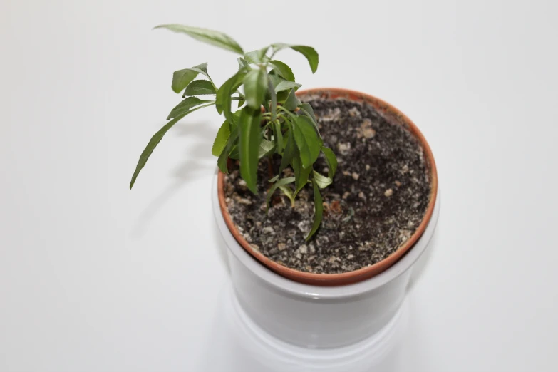 a small potted plant is seen against the background