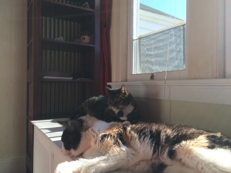 two cats laying down in the sunlight on a window sill