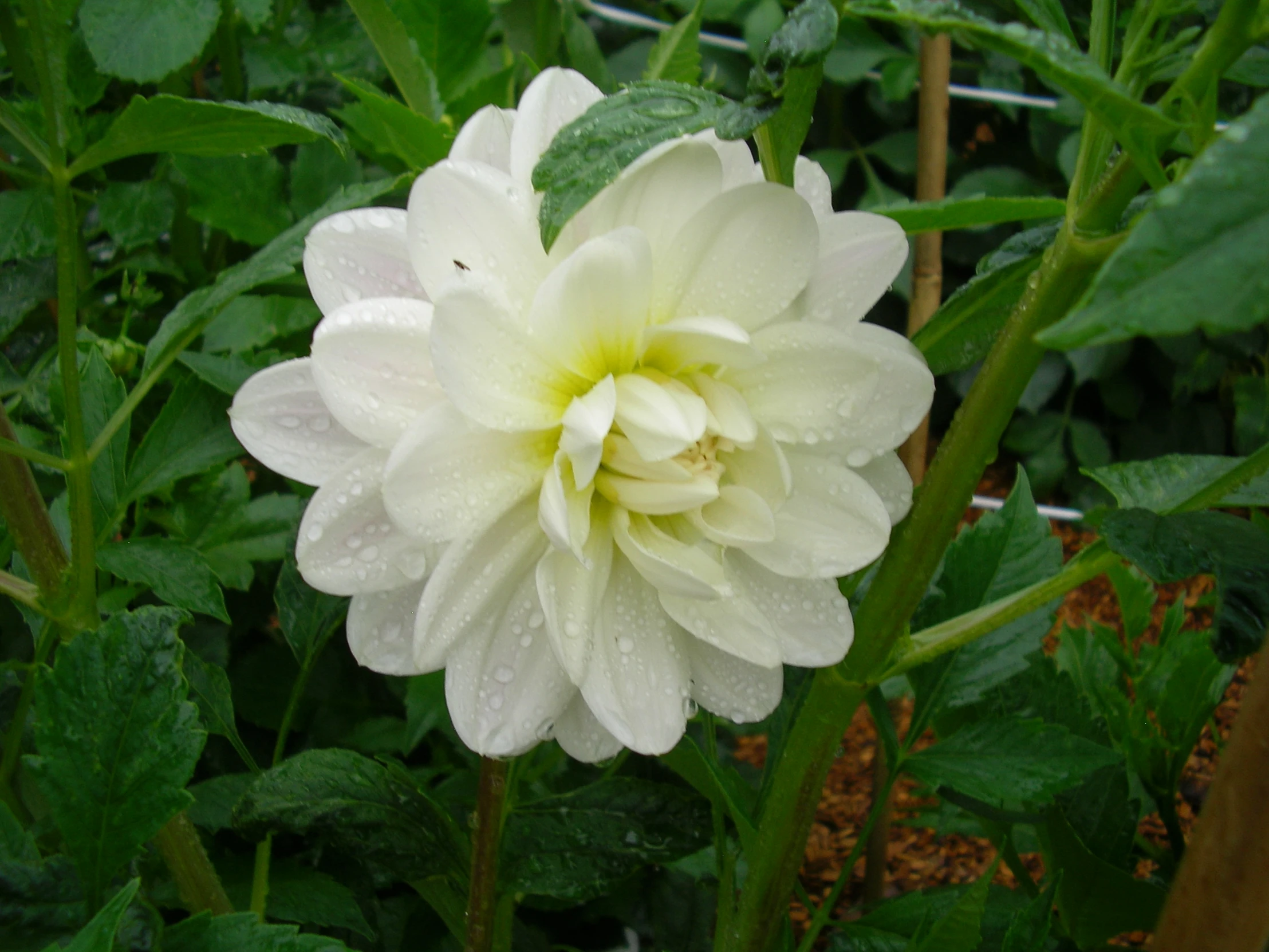 a single white flower that has recently been opened