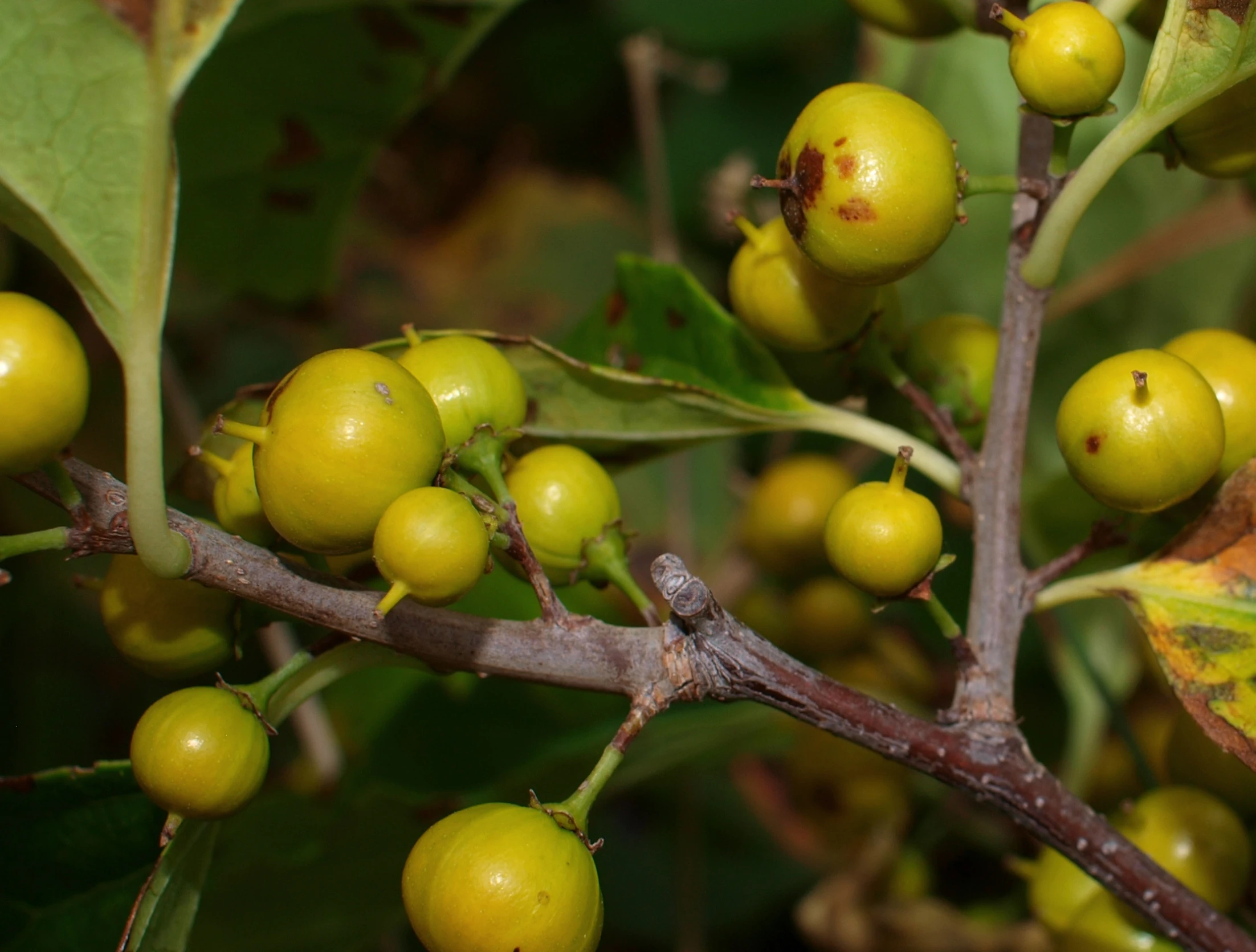 the buds on a nch of a tree