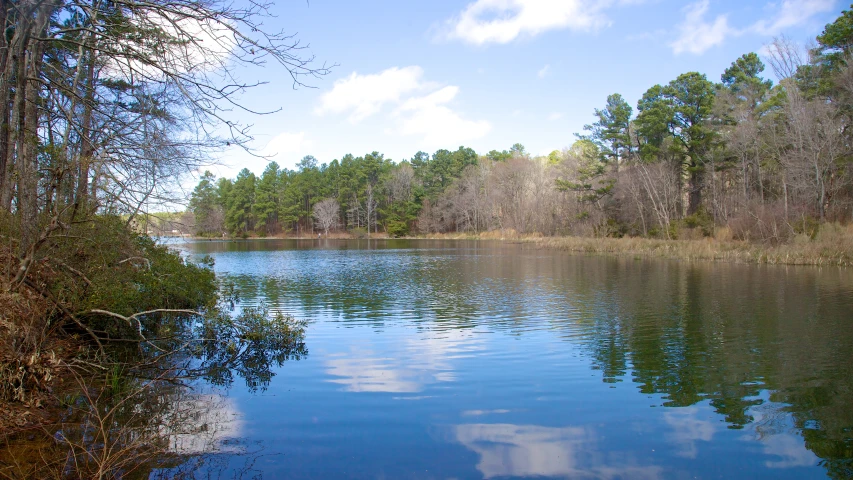 the blue sky and calm water in the woods