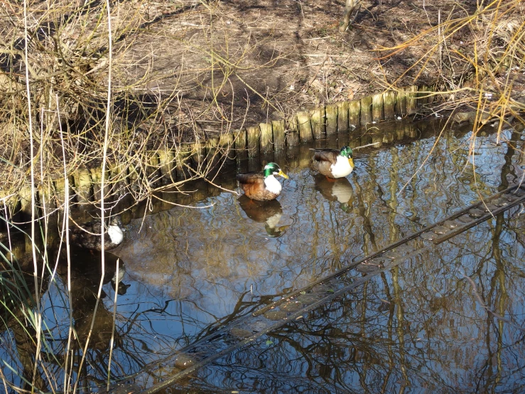 ducks swimming on a pond surrounded by reeds