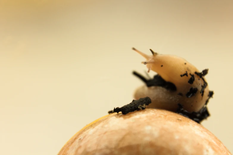 an image of a very small animal with horns