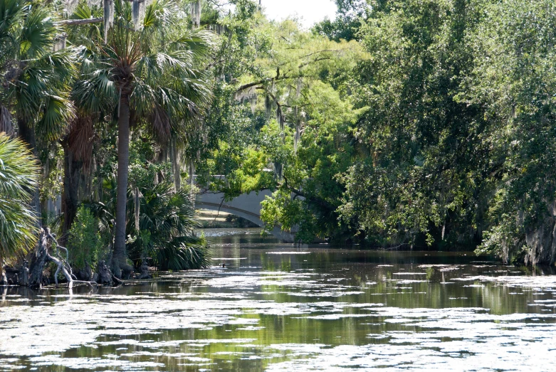 trees line the edge of a river next to a bridge