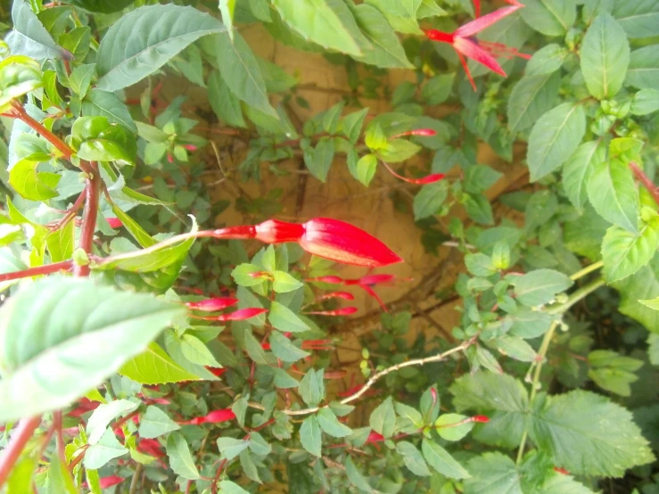 red and green leaves with a vase behind it