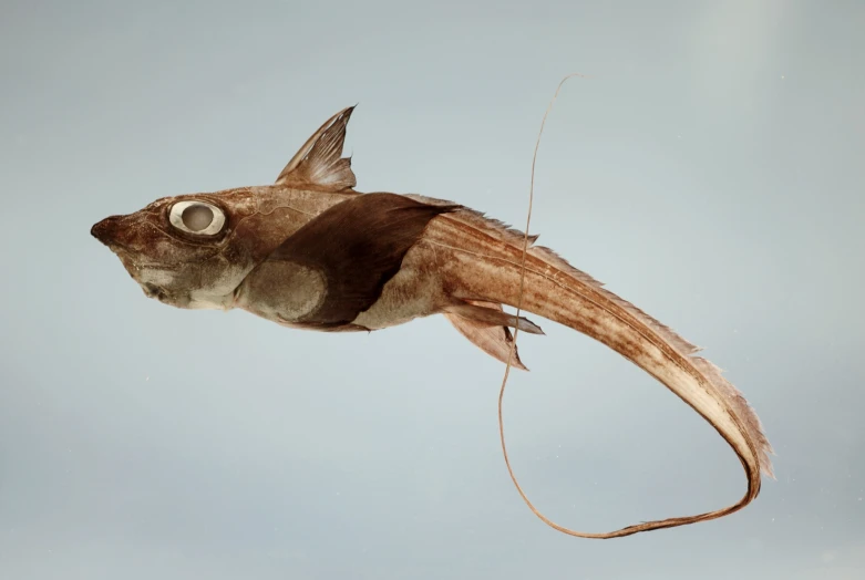 a fish with very long horns is flying in the sky