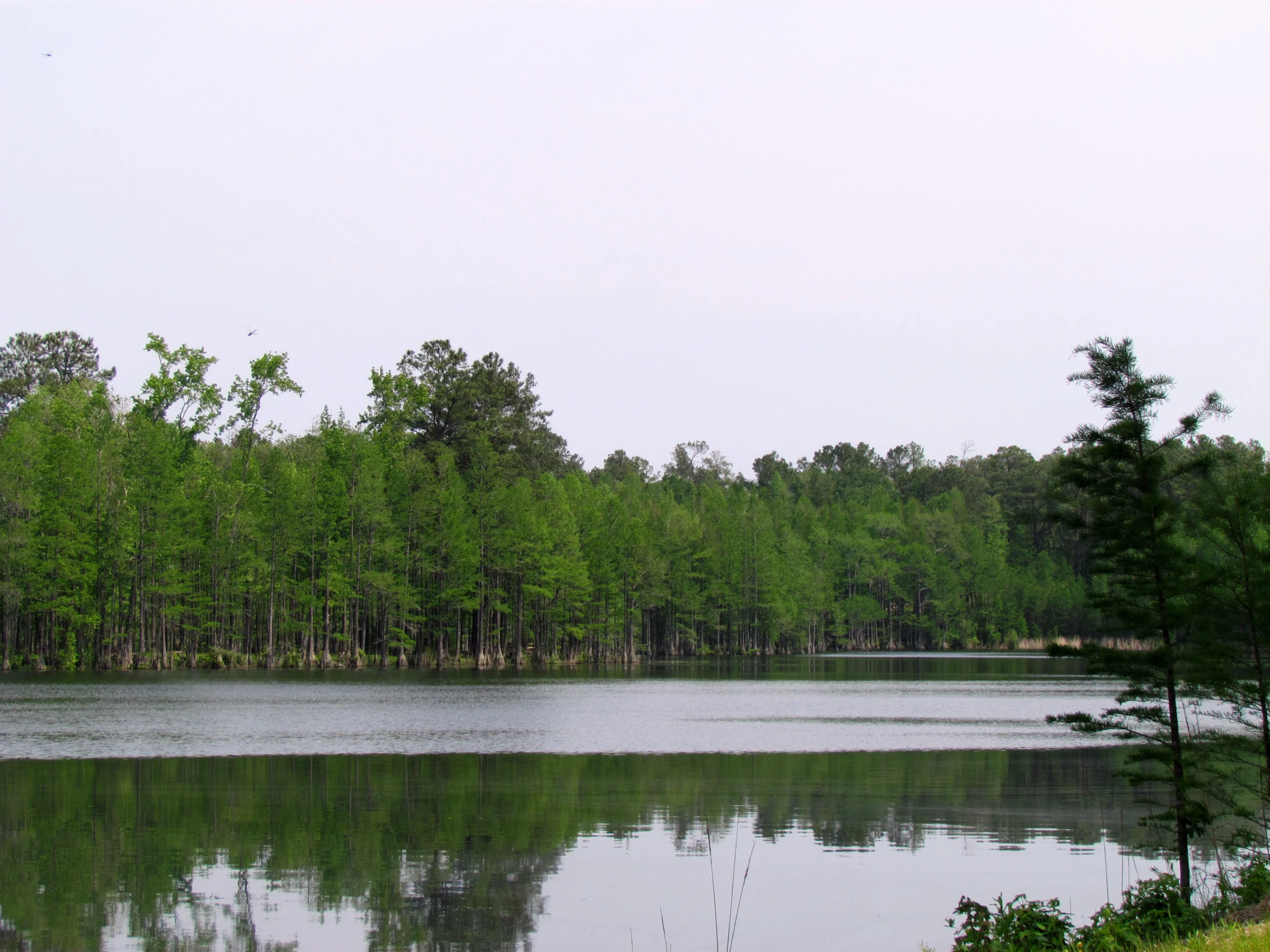 a body of water surrounded by trees near a forest