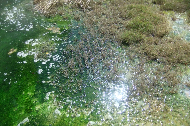 a small body of water with a green substance