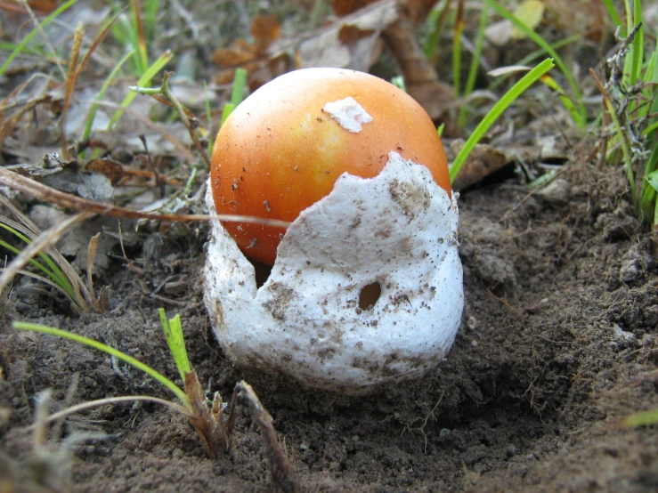 an egg has been sprouted from the top of it's shell