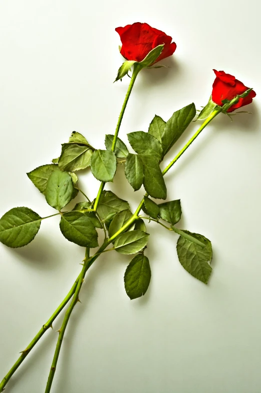 one single red rose on a white background