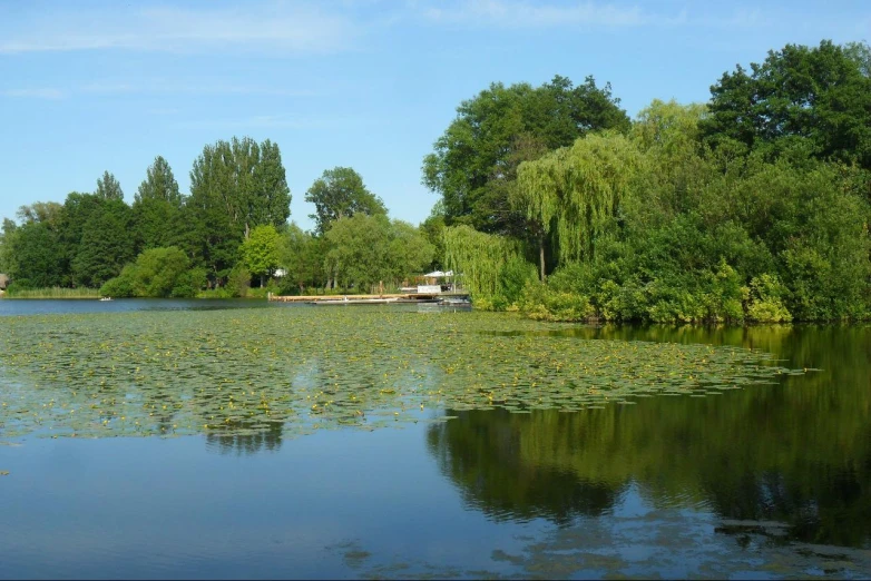 there are lily pads growing on the lake and trees