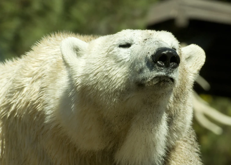 the polar bear is looking up and up