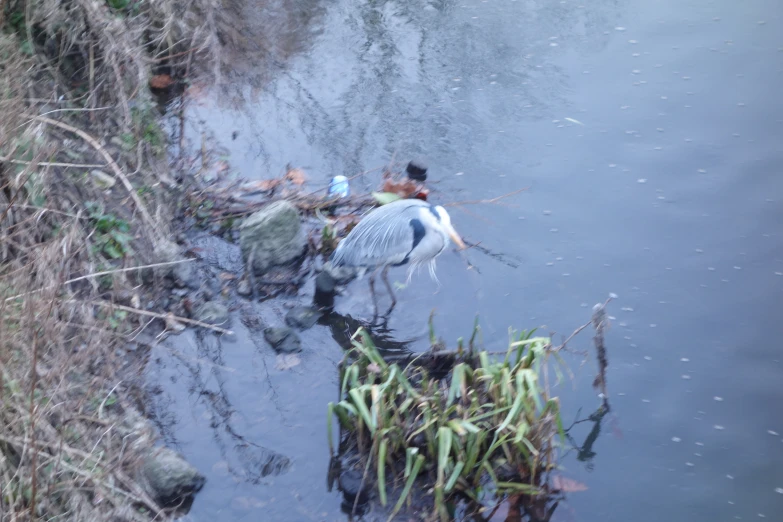 two ducks are in the water near a rocky bank