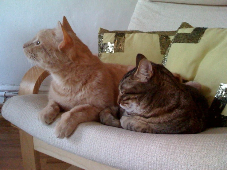 two cats sit on the couch and stare at each other