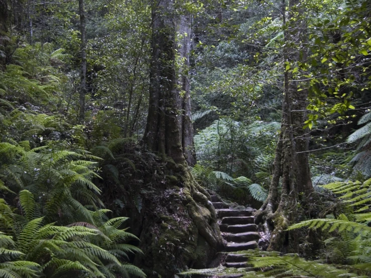 staircase leading into the forest from a dense area
