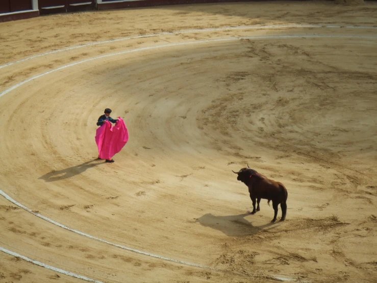 a cow and woman are being shown in an arena