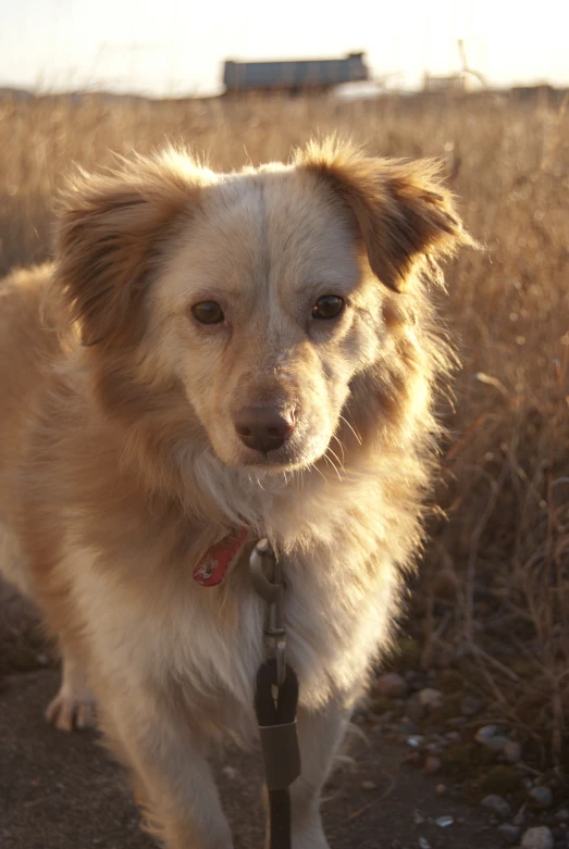 the dog is looking at the pographer as he stands in a field