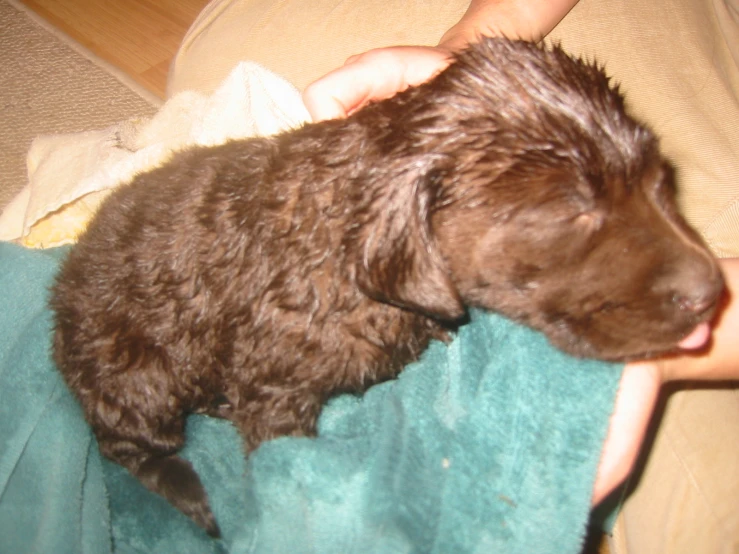 a dog that is laying down on a towel