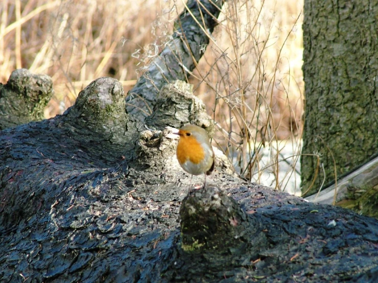 a red ed bird perches on the bark of a tree