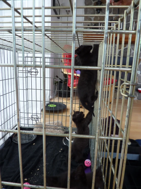 two black bears in metal cage with various objects inside