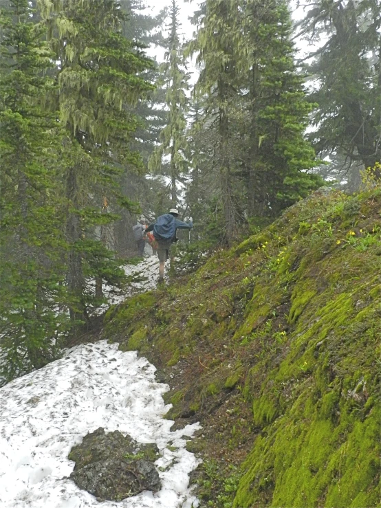 two hikers on the trail through a pine forest