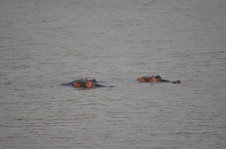 two hippopotamus floating on top of a body of water