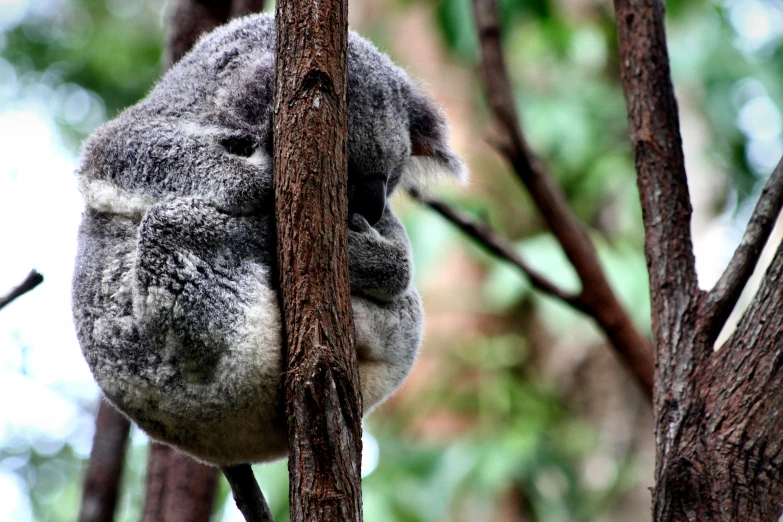 a koala bear up in a tree nch