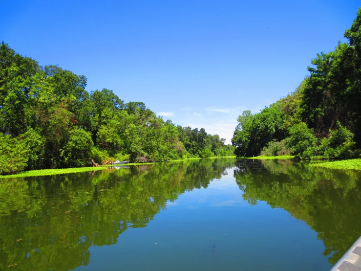 the view of a river surrounded by lush green trees