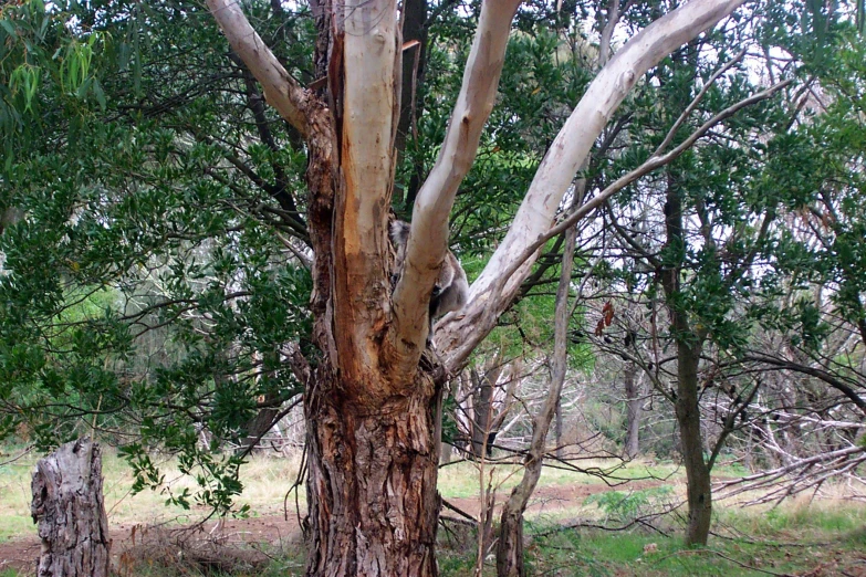 a brown bear hanging from the top of a tall tree