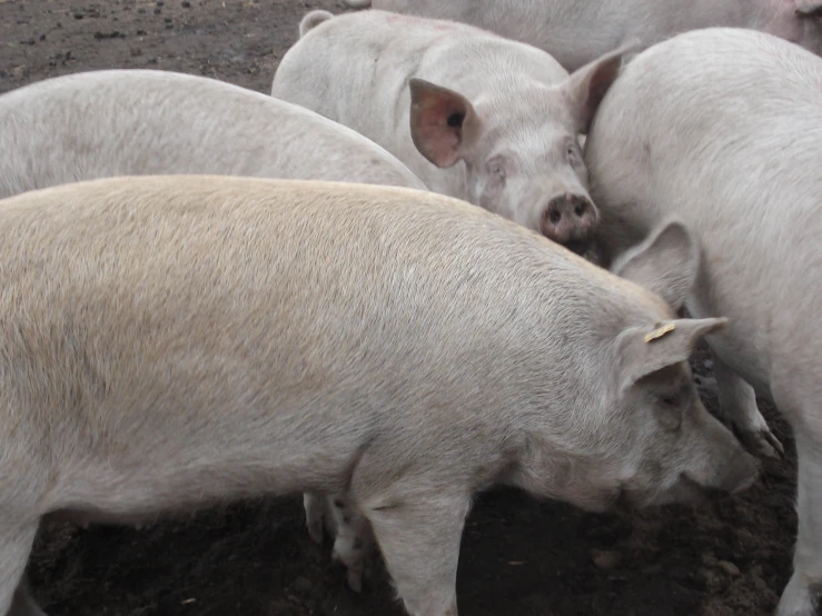 a number of animals eating food in a field