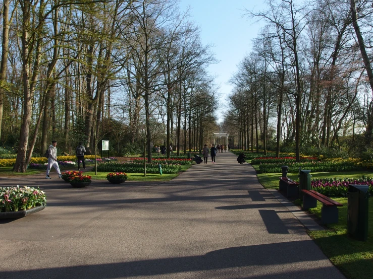 a street lined with flowers and trees next to a forest