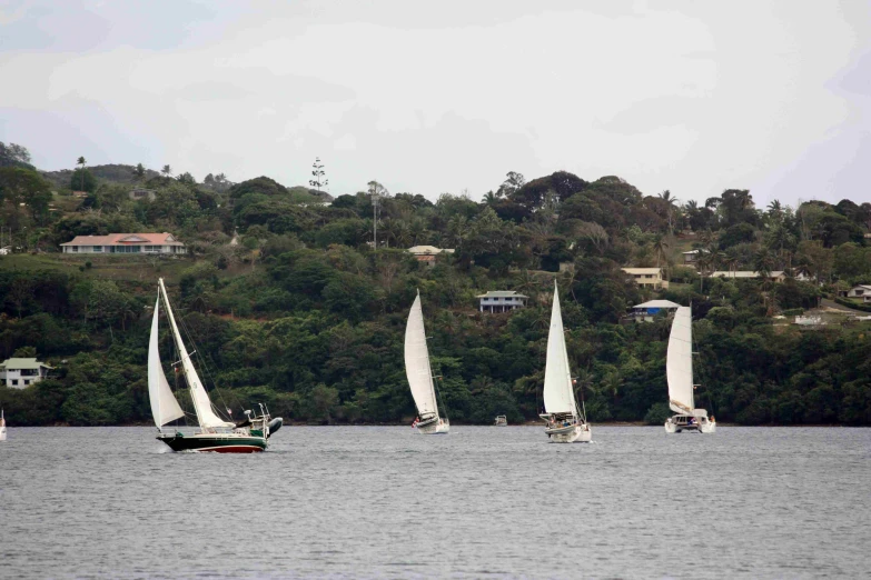 four sailboats on the water on a sunny day