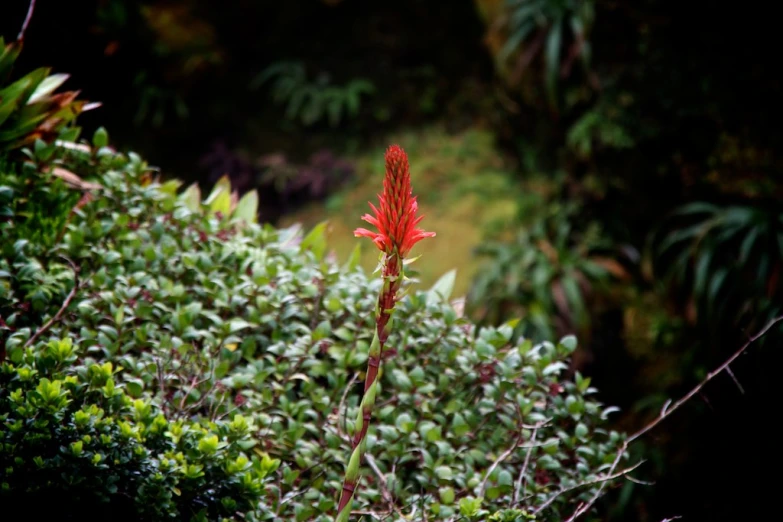 the red flower stands tall on a green bush